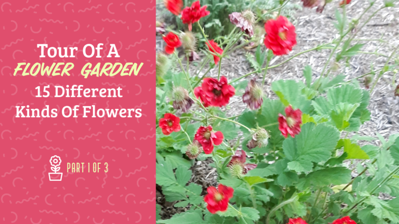Flower Garden Tour In Spring